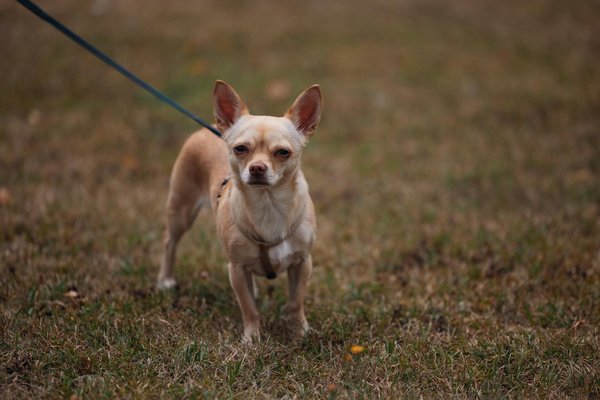 Effective Strategies for Administering Medication to a Stubborn Bearded Dragon Safely